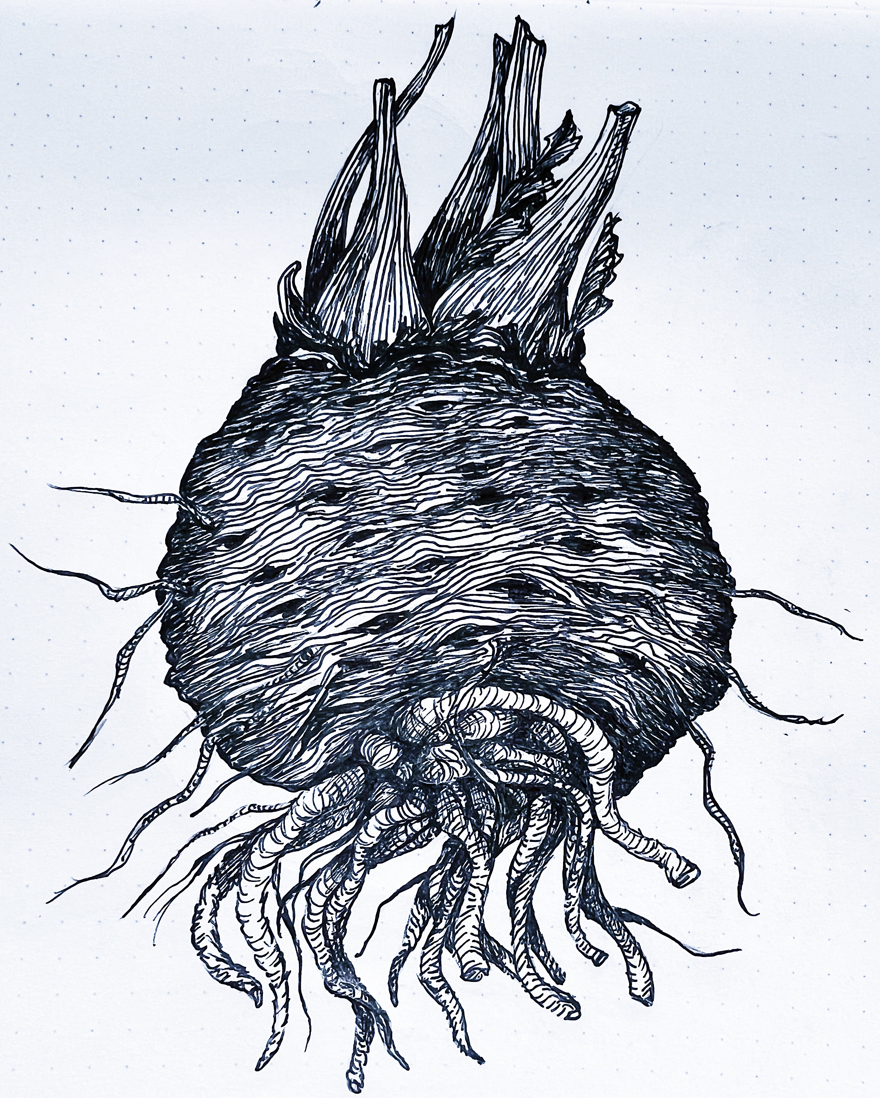 Celeriac Study