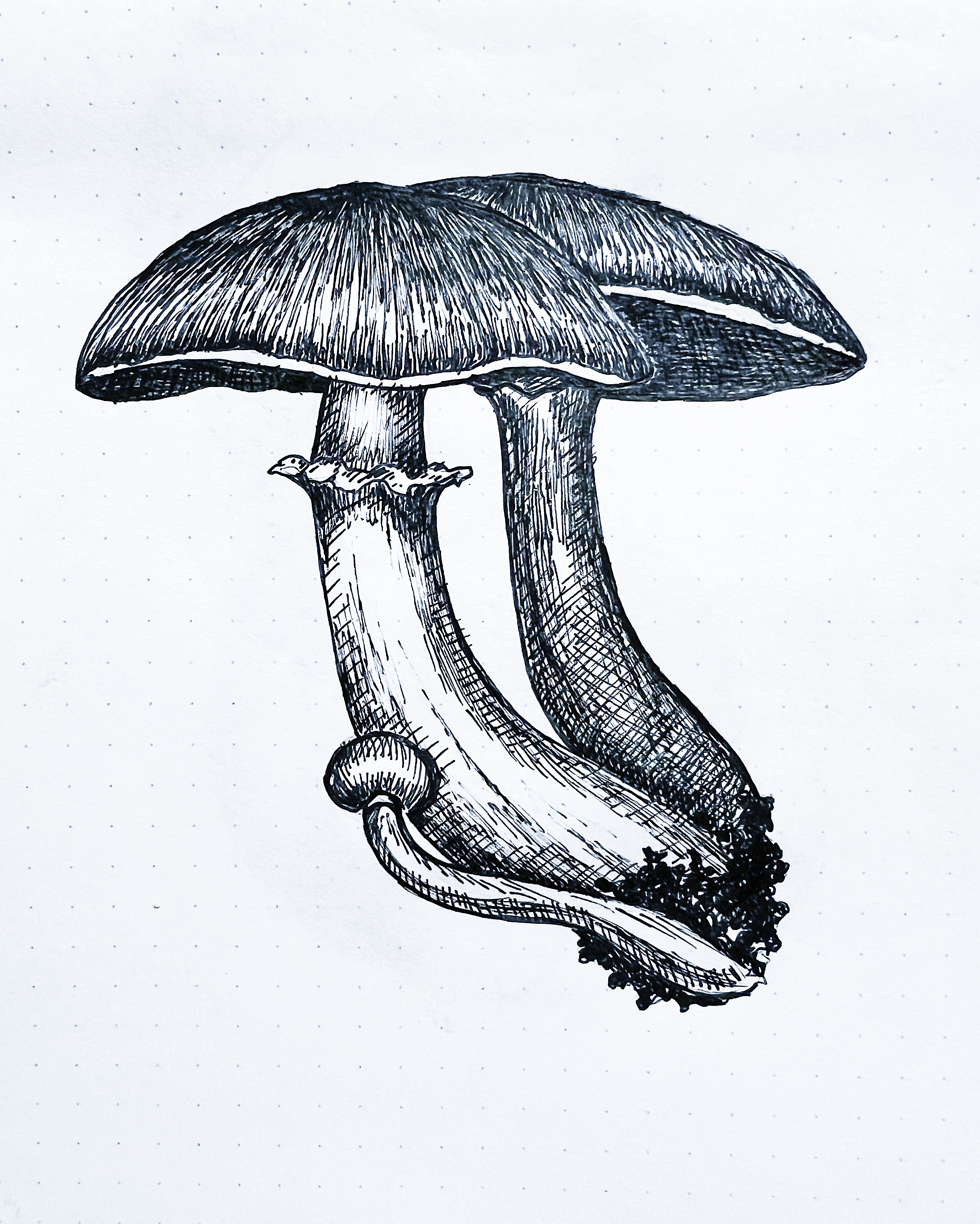 Mushroom Study